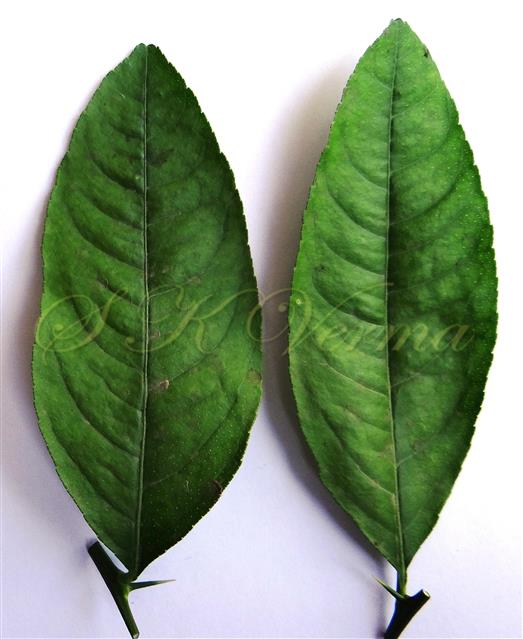  Leaves and Thorns